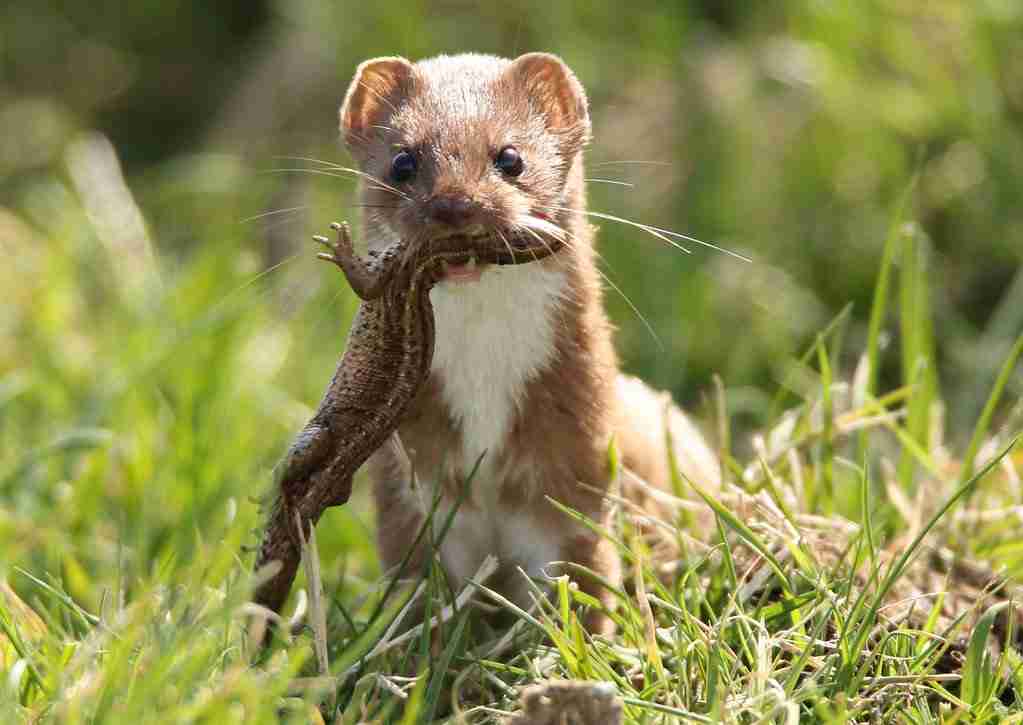 baby weasels eating