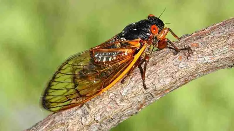 periodical cicada on tree