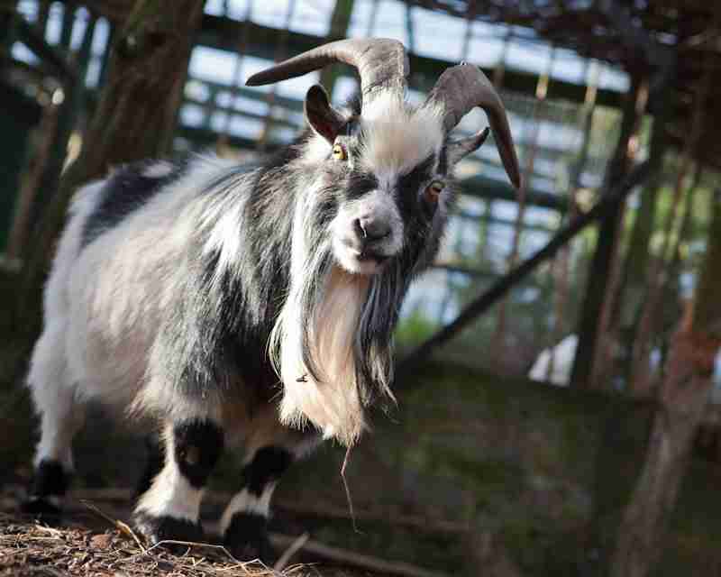 pygmy goat eating grass