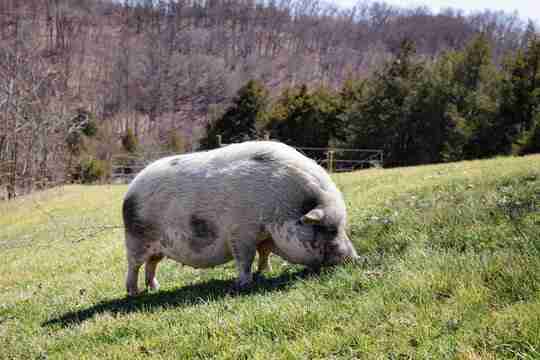 pot belly pig in the forest