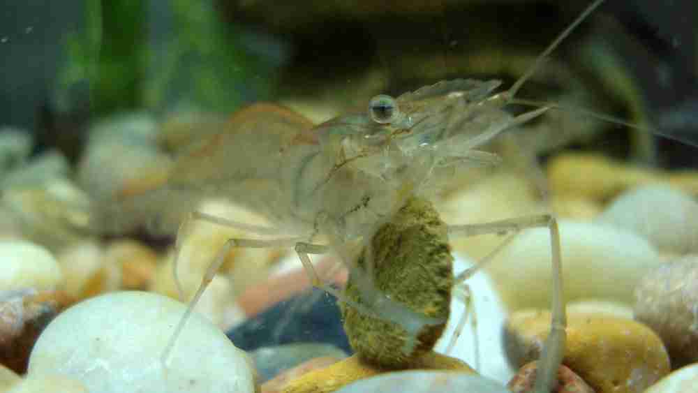 ghost shrimp in aquarium