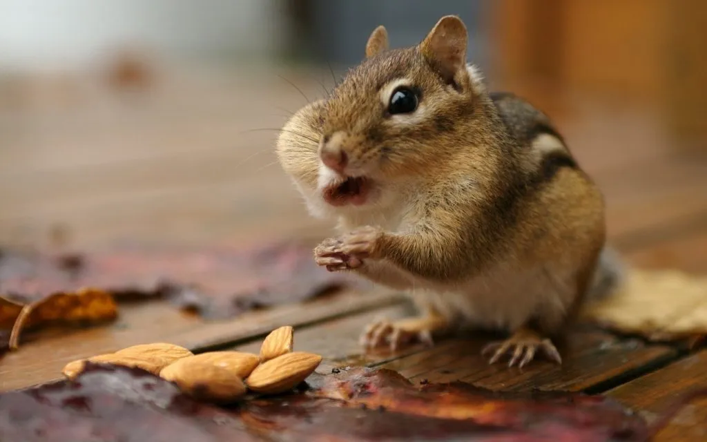 chipmunk eating almond