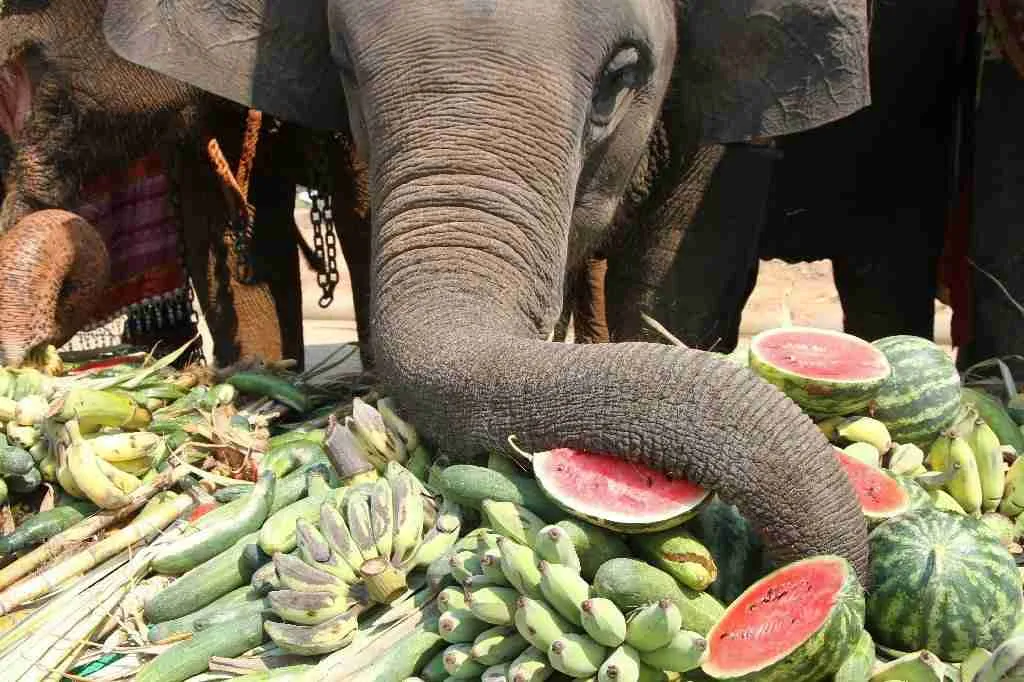 Elephant Eating fruits
