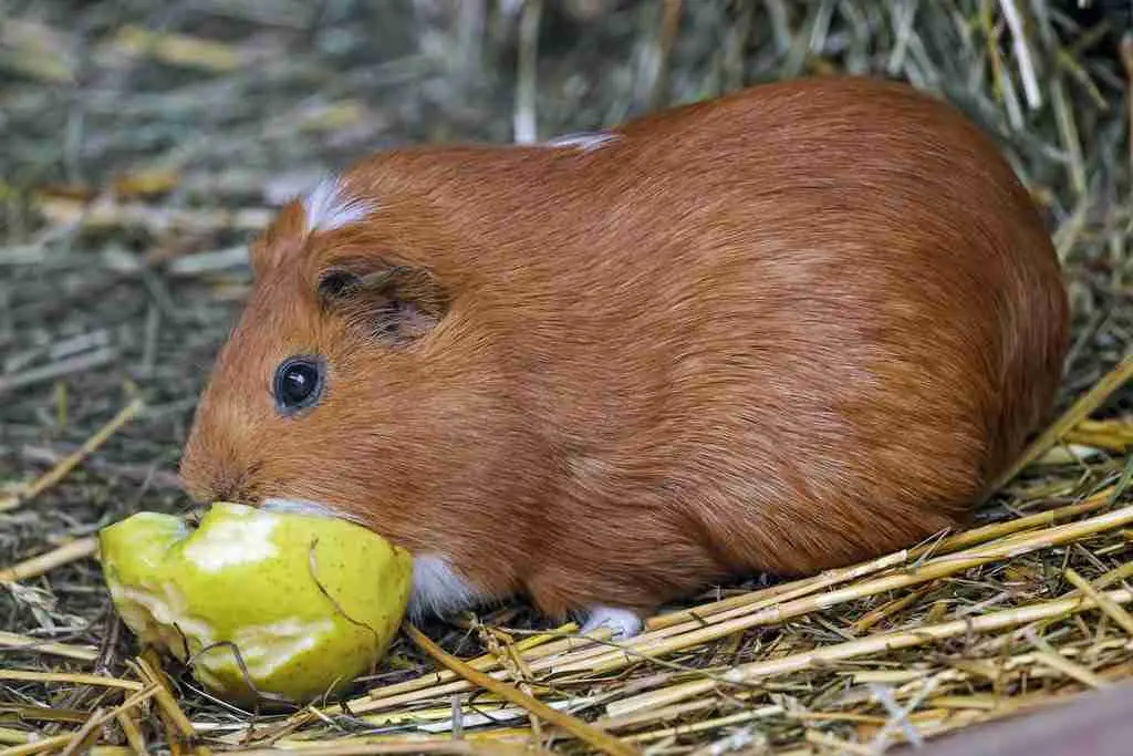 guinea pig eating peach
