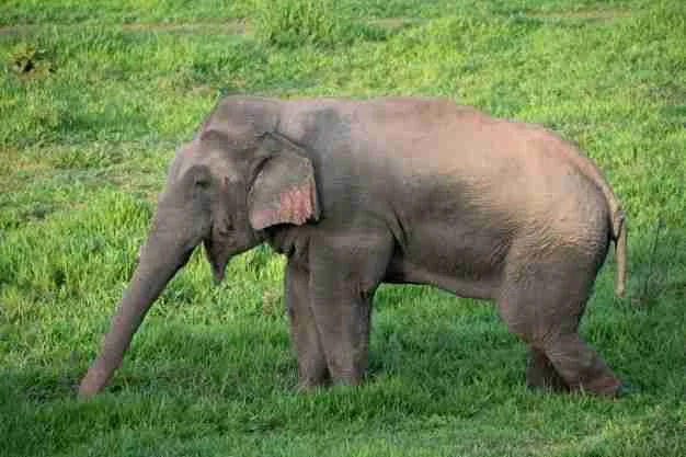 Asian elephant in grassy park