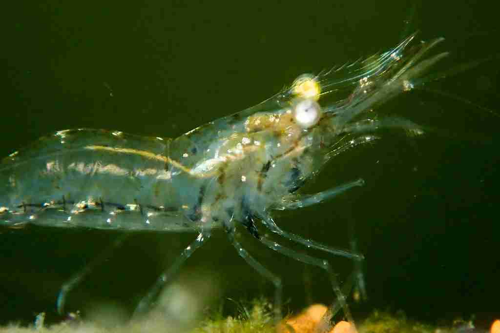 baby ghost shrimp