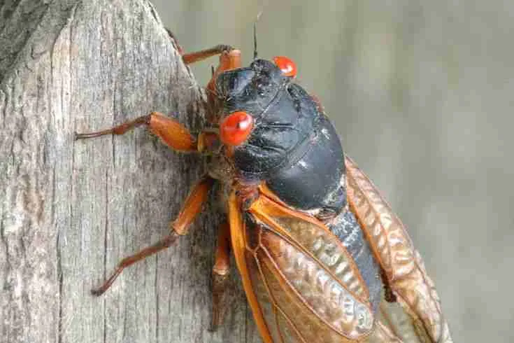 cicadas on ground