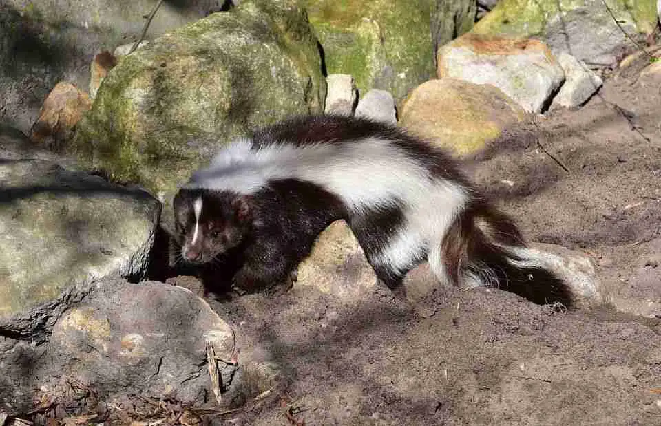 skunk in the wild