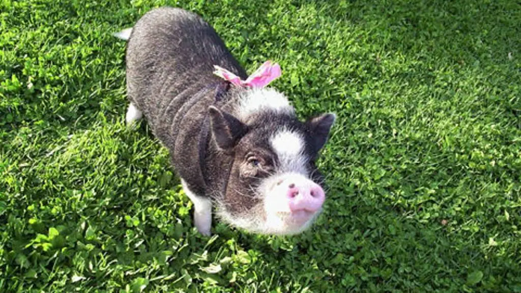 pot belly pig in the field