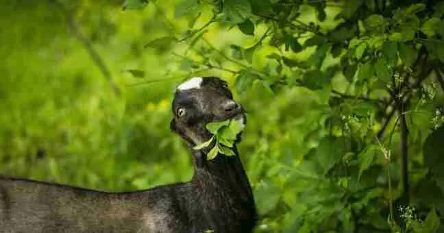 miniature goat eating tree leaves