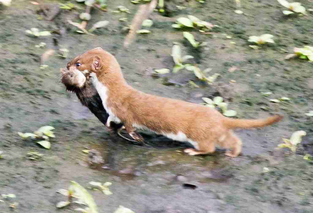 baby weasels eating