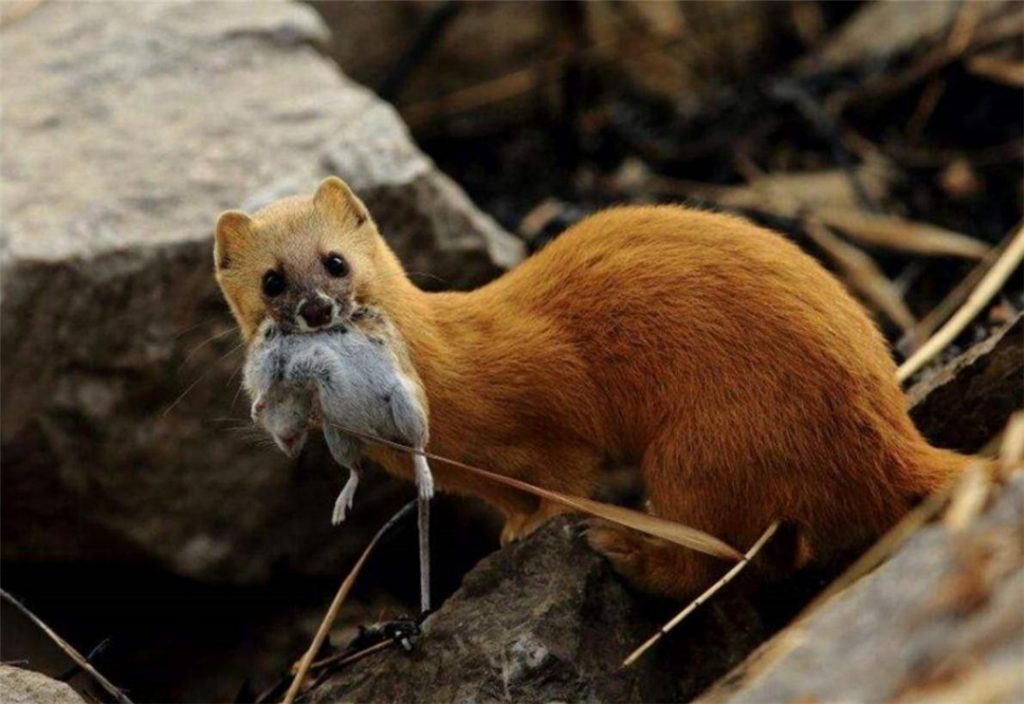 Siberian Weasel Eating rat
