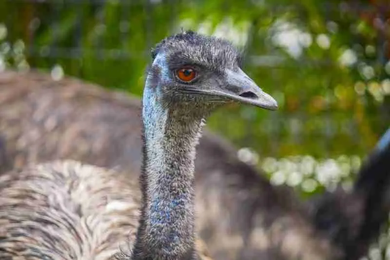 baby emus