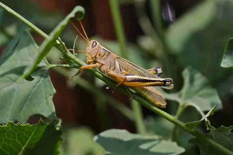 green grasshopper on plant