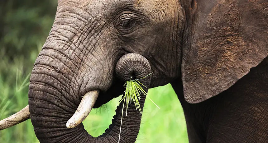 African elephant eating grass