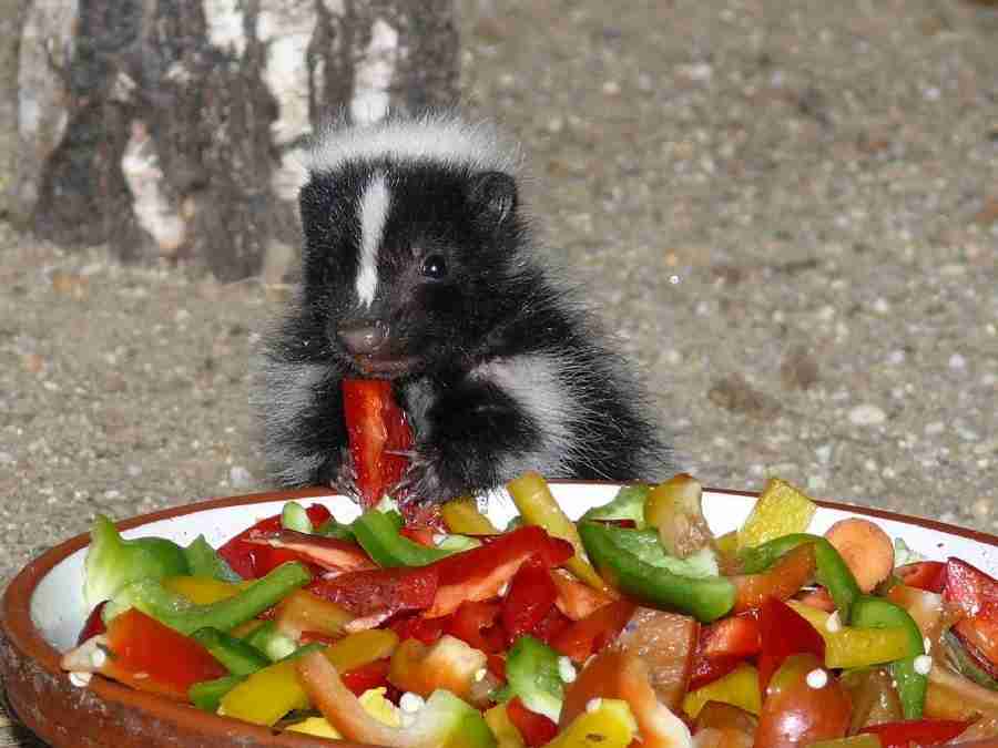 baby skunk eating vegetables in the summer