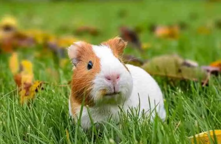 guinea pig running in the garden