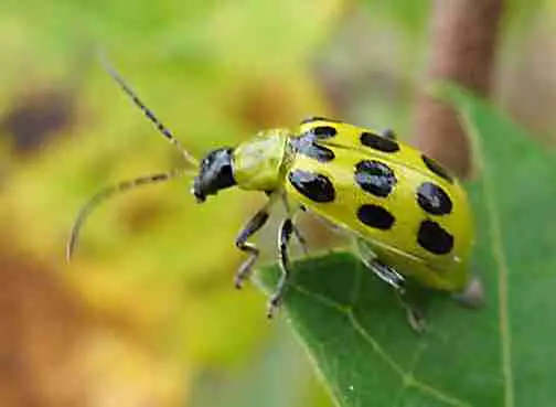 Yellow ladybug on a leaf