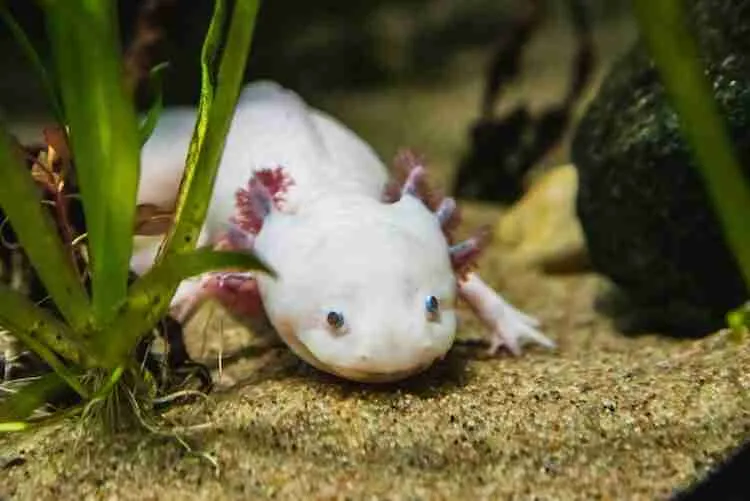 axolotl in the wild