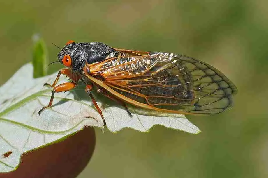cicada on plants