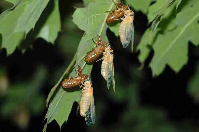 baby cicadas and adult cicadas on tree