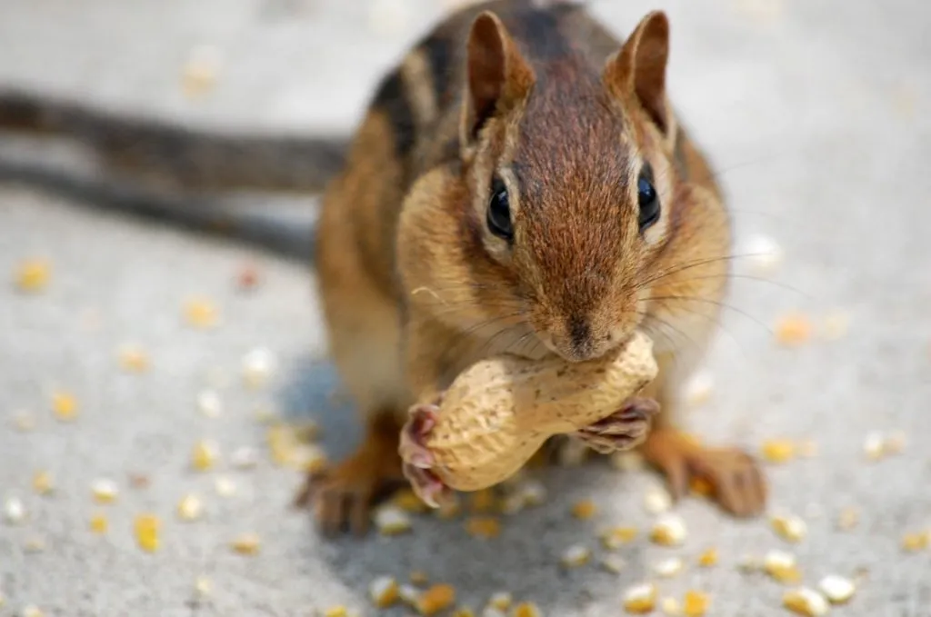 chipmunk eating a peanut