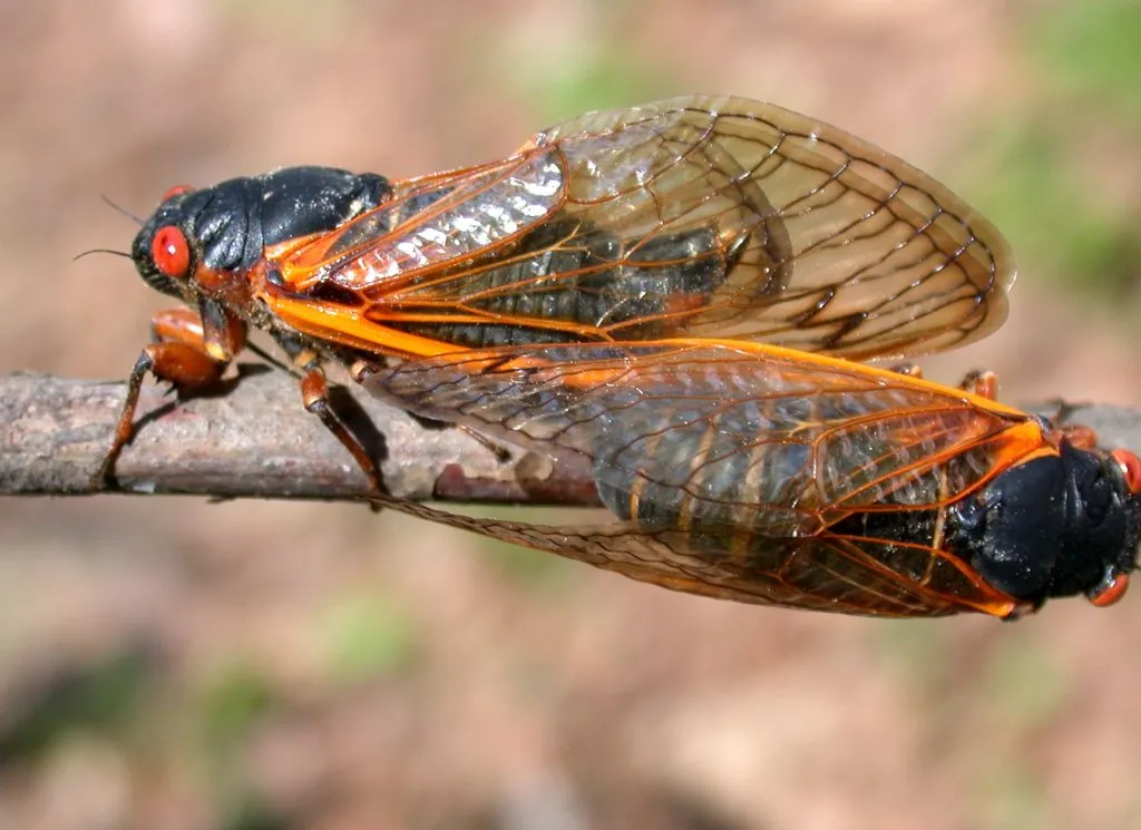 cicada on tree