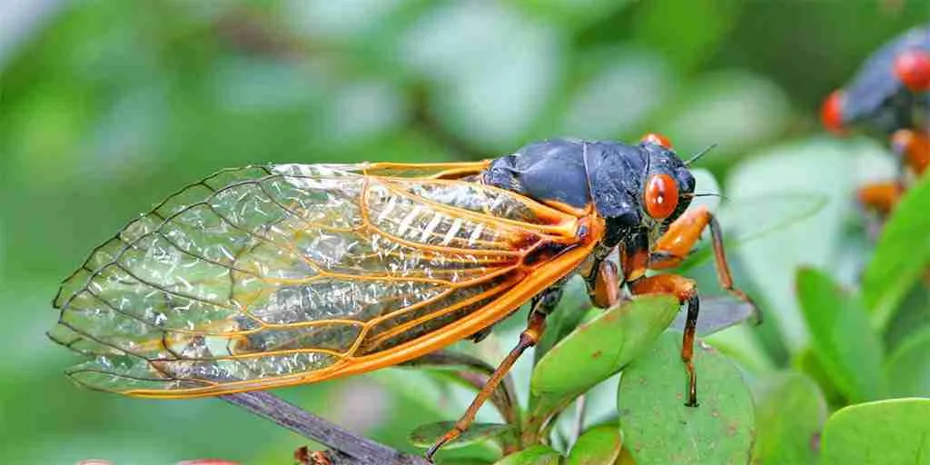 cicadas on plants