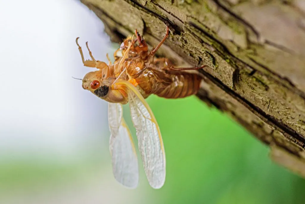 periodical cicada on tree