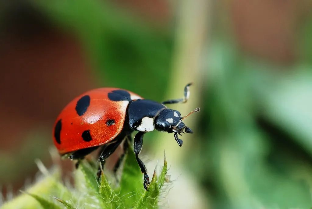 orange ladybug on plant