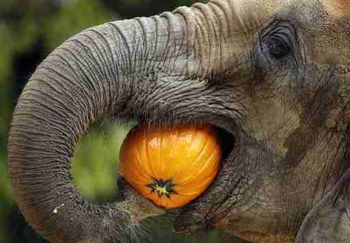 Elephant eating pumpkin