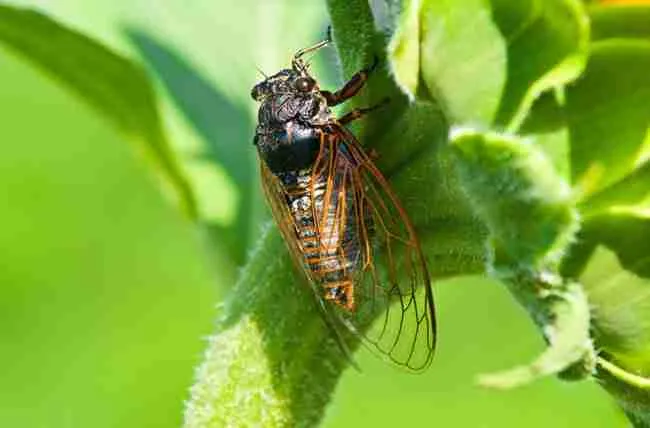 cicada on plant
