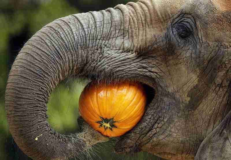 African elephant eating pumpkin