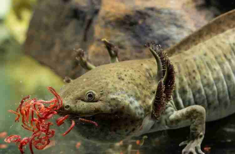 Worms Axolotl Eat