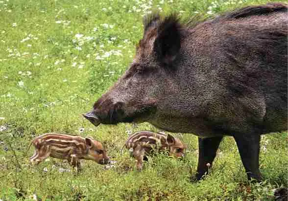 Wild Pig in the field