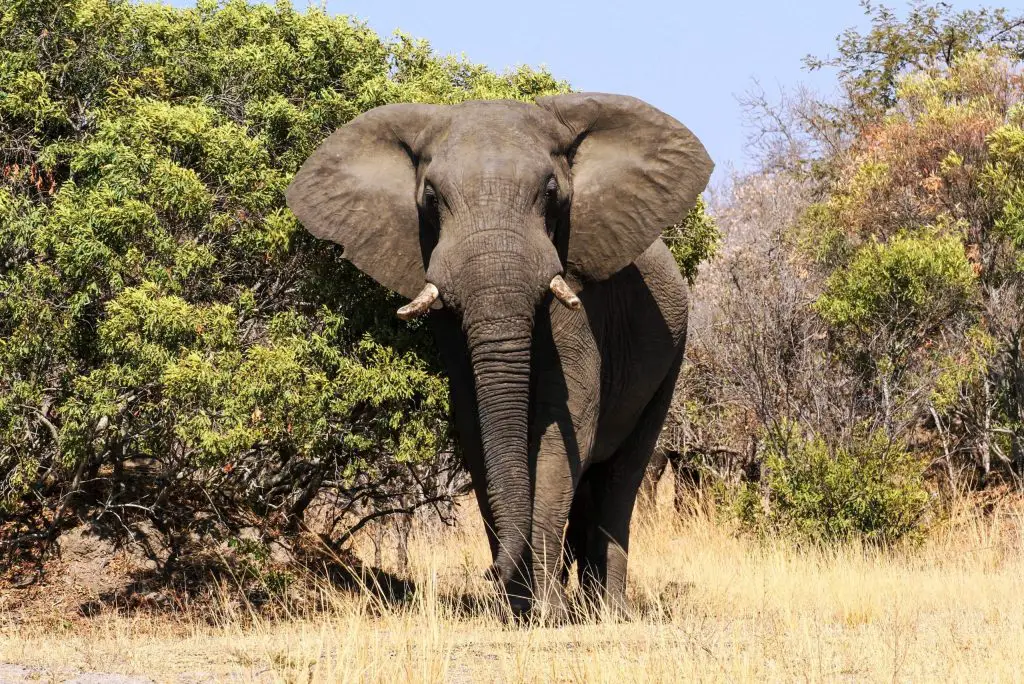 African elephant in forest