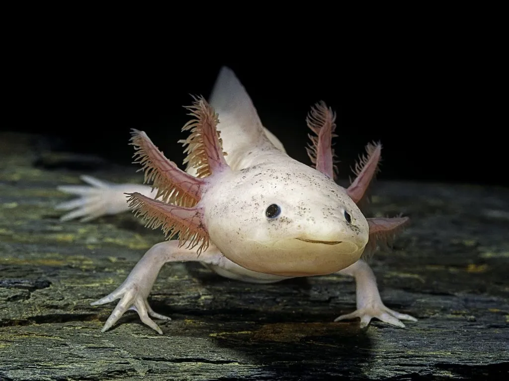 an axolotl