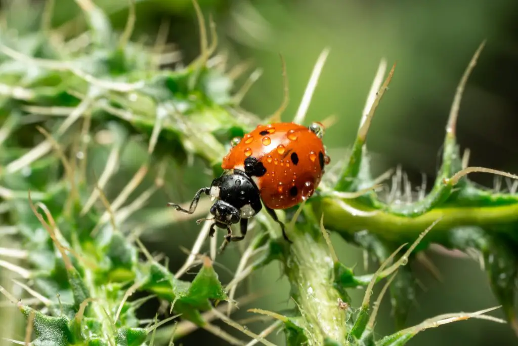 orange ladybug on plant