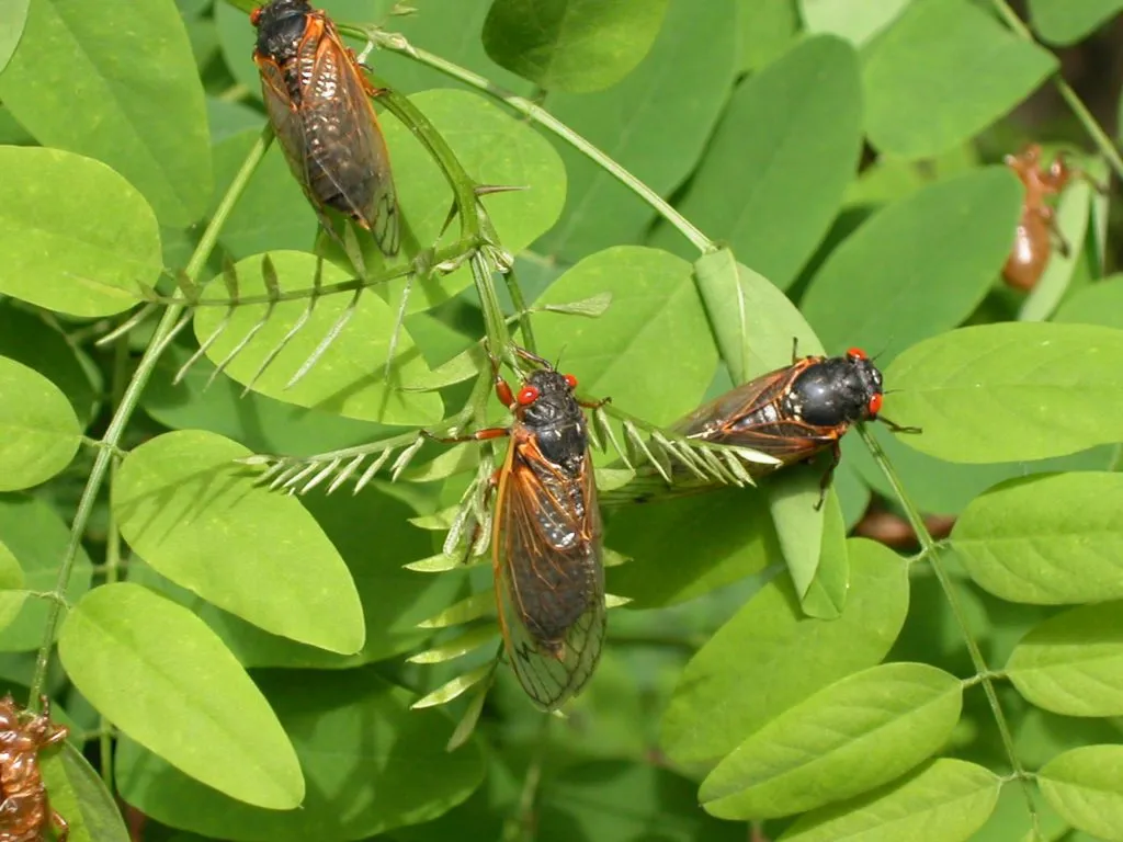 cicadas on leaves