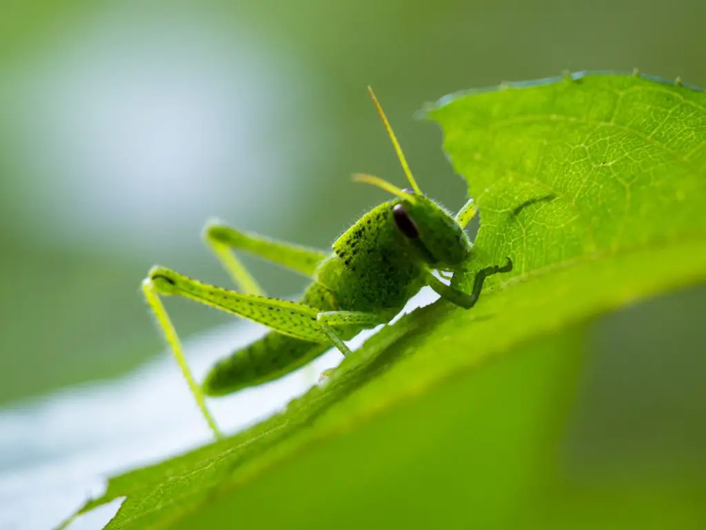 green grasshopper eating leaf