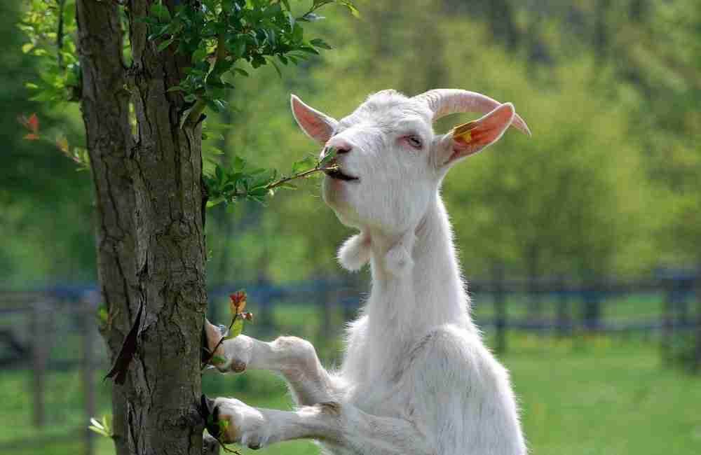 goat eating tree leaves