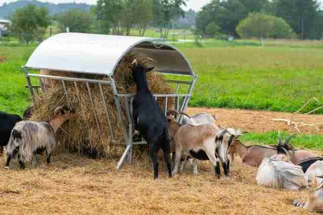 goats eating hay