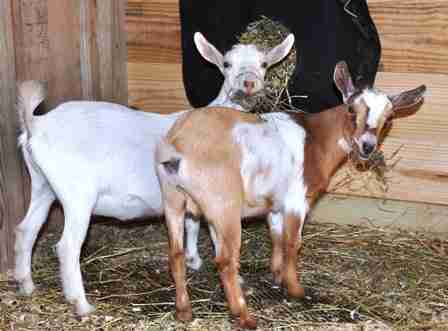 nigerian dwarf goats eating hay