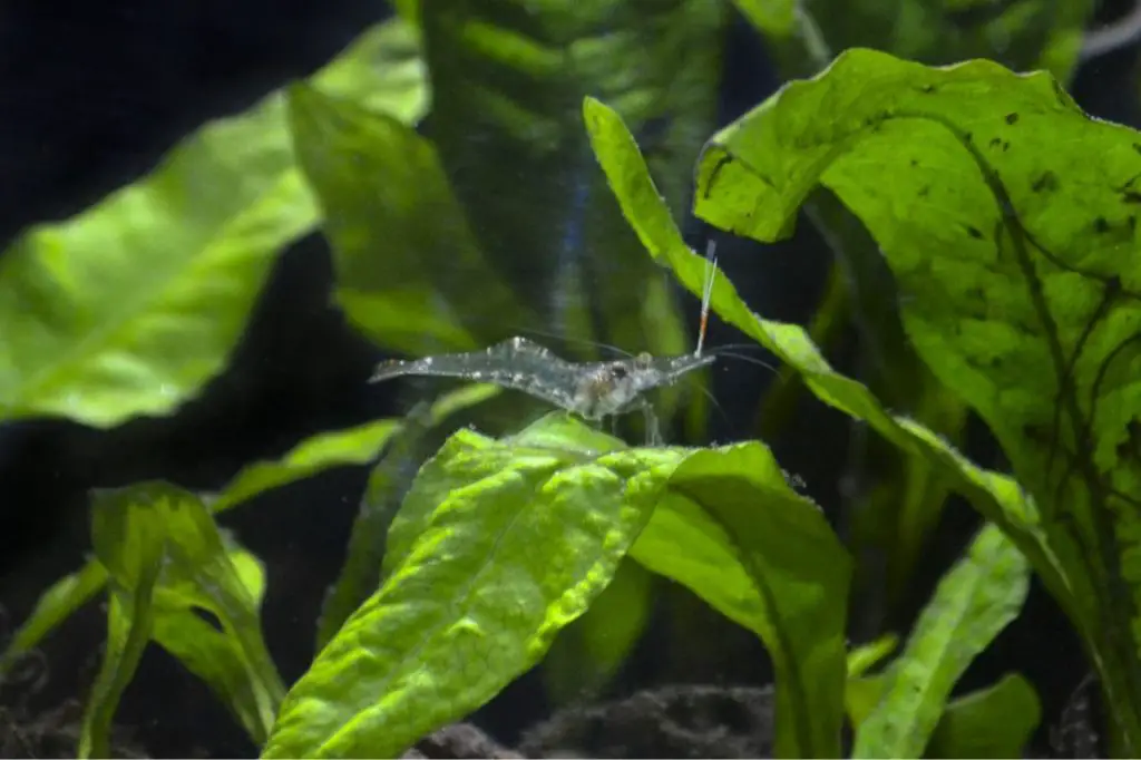 Ghost Shrimp uncovered