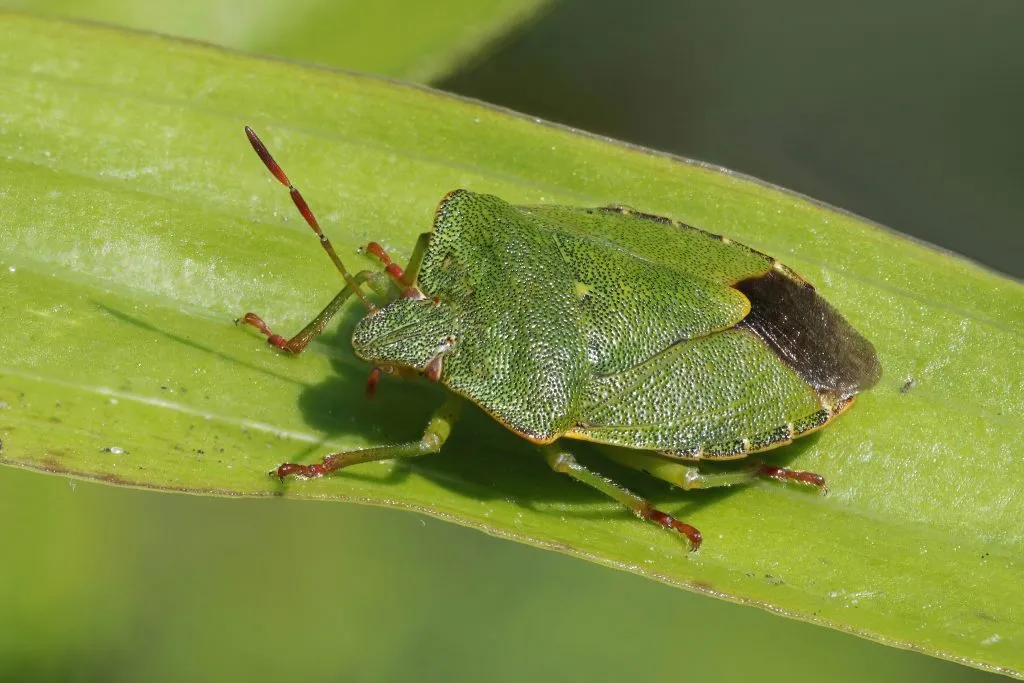 Stink Bug on leaf