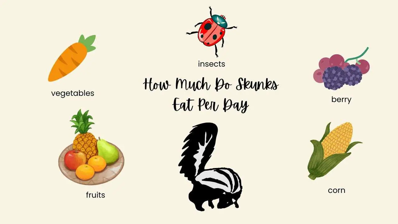 How Much Do Skunks Eat Per Day?