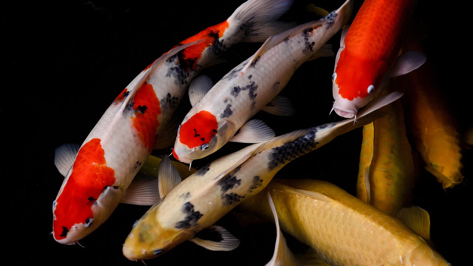 What Do Koi Fish Eat 
