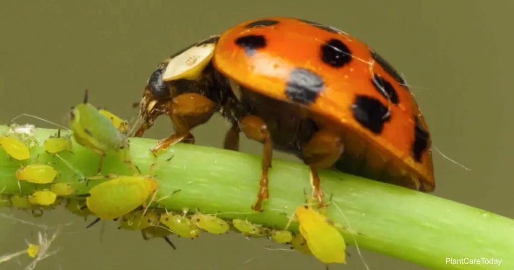orange ladybug eating aphid