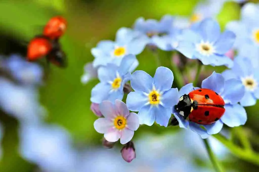 baby ladybug on flower
