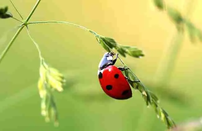 ladybug sitting on plant